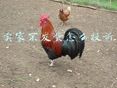 卖家不发货怎么投诉315(以案说法：商家虚假发货，消费者能否主张三倍惩罚性赔偿)