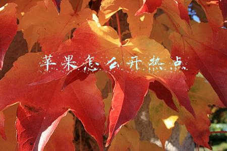 苹果怎么开热点