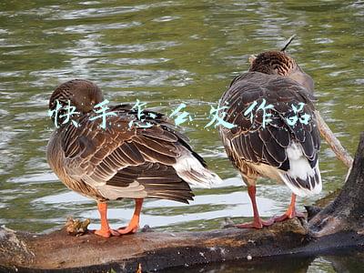 快手怎么发作品