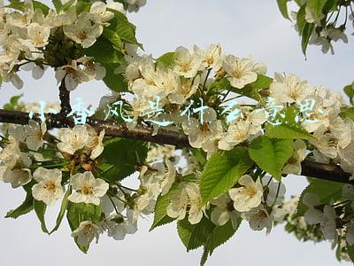 小香风是什么意思