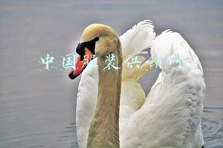 中国服装供销网