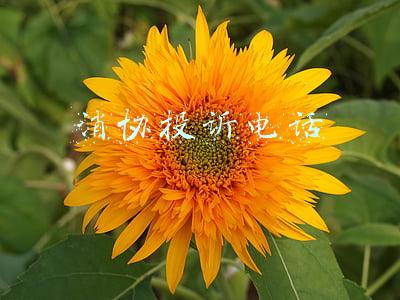 消协投诉电话