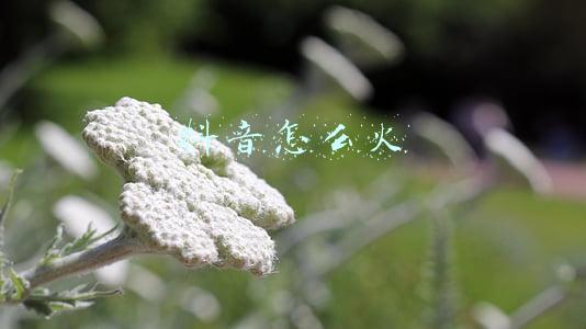 抖音怎么火