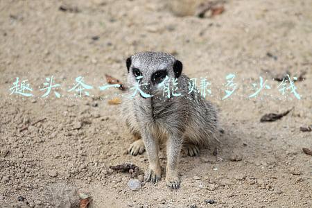 趣头条一天能赚多少钱