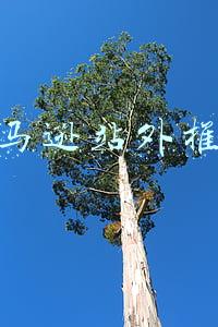 亚马逊站外推广