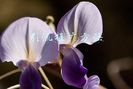 京东直播引流推广方法(京东直播怎么才能让流量源源不断，有哪些引流技巧)