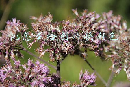 ps怎么给图片换颜色