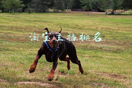 淘宝主播排名