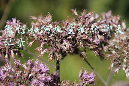 微信如何批量删除聊天记录 微信如何批量删除聊天记录