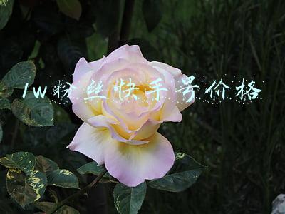 1w粉丝快手号价格