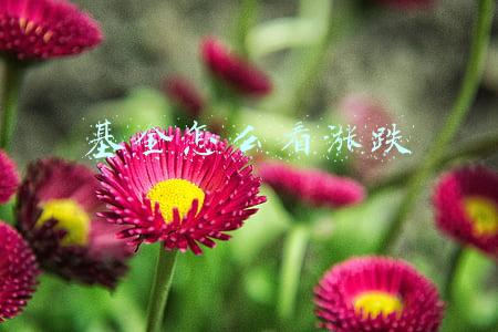基金怎么看涨跌