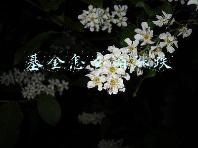 基金怎么看涨跌