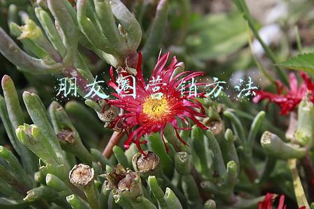 朋友圈营销方法