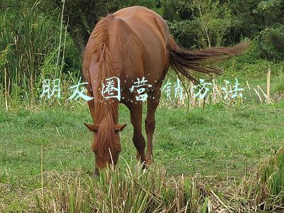 朋友圈营销方法
