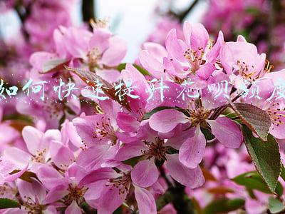 如何快速提升花呗额度