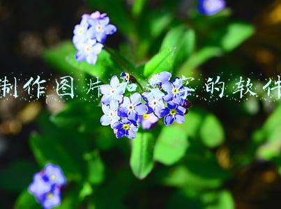 制作图片加文字的软件