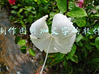 制作图片加文字的软件