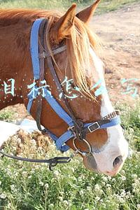 目标怎么写 目标怎么写