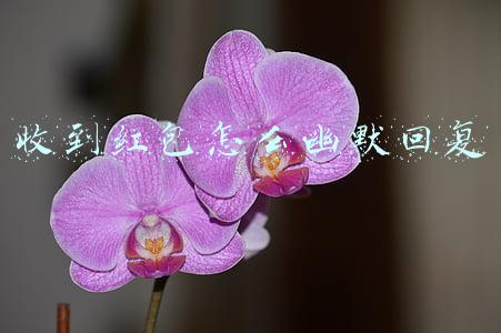 收到红包怎么幽默回复