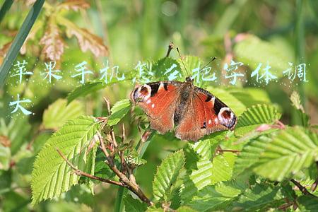 苹果手机怎么把字体调大