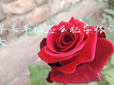 苹果手机怎么把字体调大