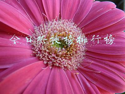 今日热搜榜排行榜