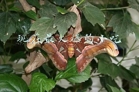 现在最火爆的小吃