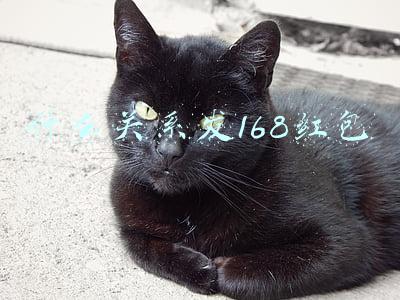 168的红包代表什么关系(2019元旦微信红包发多少好 发红包的吉利数字寓意大全)