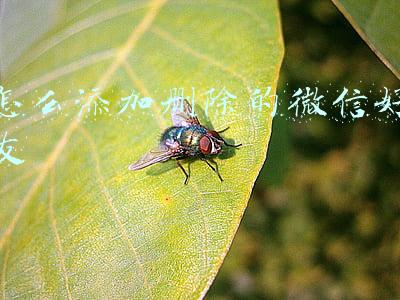 怎么添加删除的微信好友