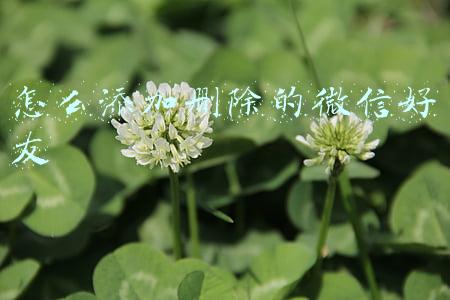 怎么添加删除的微信好友