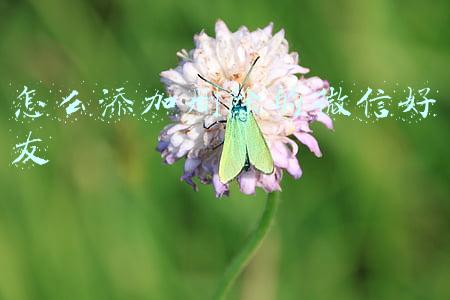 怎么添加删除的微信好友
