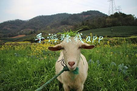 手游赚钱app