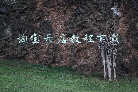 淘宝开店教程下载