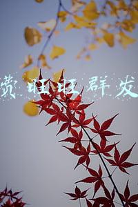 旺旺群发软件免费版(U88营销旺旺群发软件 3.7)
