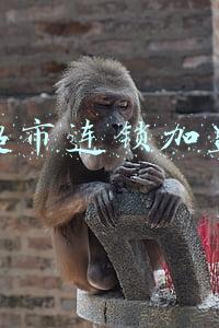 超市连锁加盟合同范本(品牌加盟合作协议模板 品牌加盟合同书)