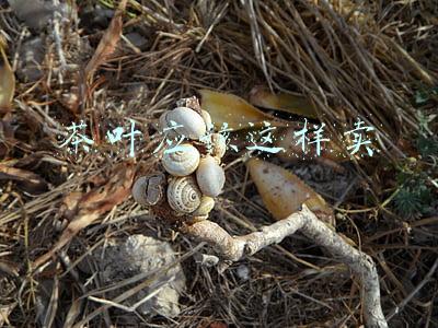 茶叶应该这样卖