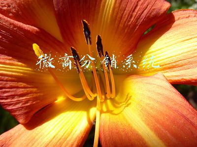 微商分销系统