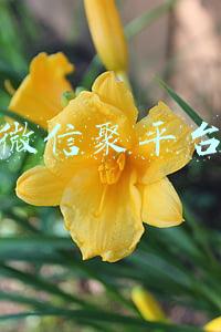 微信聚平台