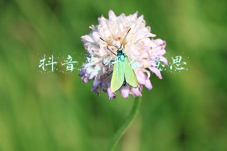 抖音是什么意思
