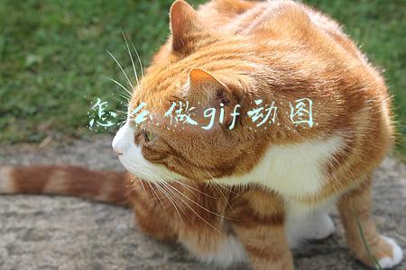 怎么做gif动图