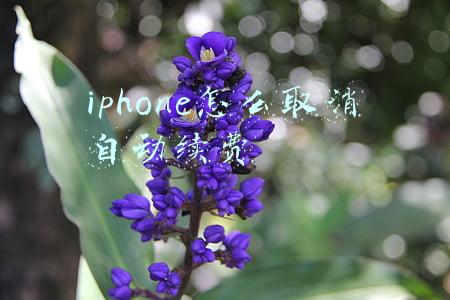 iphone怎么取消自动续费