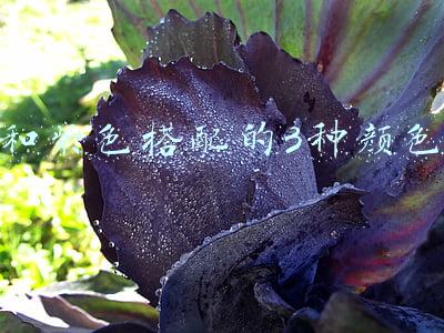 和紫色搭配的3种颜色