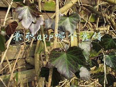 兼职app哪个靠谱