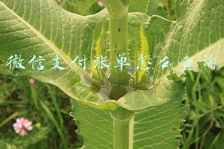微信支付账单怎么查询