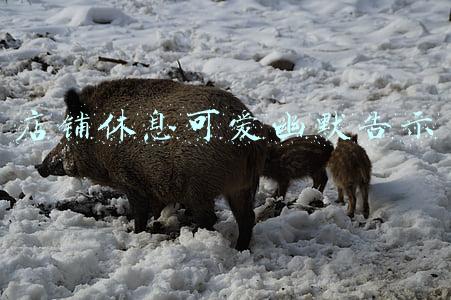 店铺休息可爱幽默告示 店铺休息可爱幽默告示