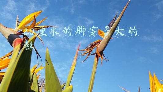 20厘米的脚穿多大的鞋