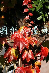 朋友圈能批量删除吗