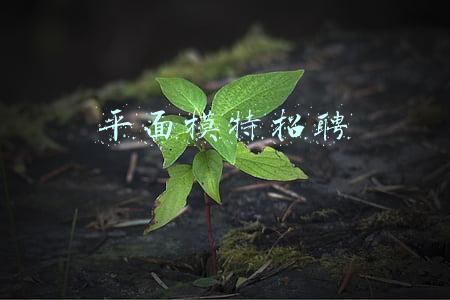 平面模特招聘