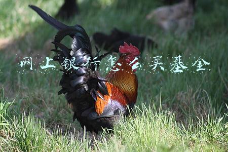 网上银行怎么买国债(五年期年利率3.97% 四家银行试水手机购买国债)