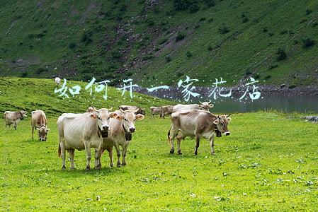 如何开一家花店PPT(利用众筹平台做网上花店是一种什么体验)